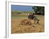 Donkey and Cat, Kastelli, Chania District, Crete, Greek Islands, Greece, Europe-O'callaghan Jane-Framed Photographic Print