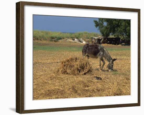 Donkey and Cat, Kastelli, Chania District, Crete, Greek Islands, Greece, Europe-O'callaghan Jane-Framed Photographic Print