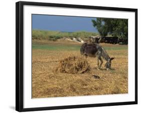 Donkey and Cat, Kastelli, Chania District, Crete, Greek Islands, Greece, Europe-O'callaghan Jane-Framed Photographic Print