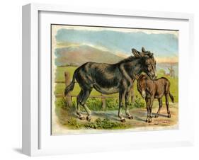 Donkey and Foal by a Fence-null-Framed Art Print