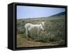 Donkey, Asinara, Sardinia, Italy-Oliviero Olivieri-Framed Stretched Canvas