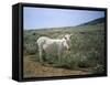 Donkey, Asinara, Sardinia, Italy-Oliviero Olivieri-Framed Stretched Canvas