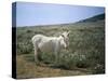 Donkey, Asinara, Sardinia, Italy-Oliviero Olivieri-Stretched Canvas