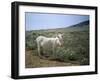 Donkey, Asinara, Sardinia, Italy-Oliviero Olivieri-Framed Photographic Print