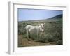 Donkey, Asinara, Sardinia, Italy-Oliviero Olivieri-Framed Photographic Print