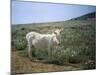 Donkey, Asinara, Sardinia, Italy-Oliviero Olivieri-Mounted Photographic Print