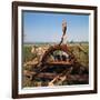 Donkey at an Antiquated Irrigation Wheel-Philip Gendreau-Framed Photographic Print