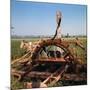 Donkey at an Antiquated Irrigation Wheel-Philip Gendreau-Mounted Photographic Print