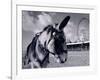 Donkey at Shorefront, Blackpool, England-Walter Bibikow-Framed Photographic Print