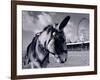 Donkey at Shorefront, Blackpool, England-Walter Bibikow-Framed Photographic Print