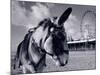 Donkey at Shorefront, Blackpool, England-Walter Bibikow-Mounted Photographic Print