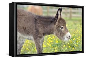 Donkey Baby 5 Days Old-null-Framed Stretched Canvas