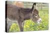 Donkey Baby 5 Days Old-null-Stretched Canvas