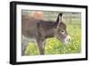 Donkey Baby 5 Days Old-null-Framed Photographic Print