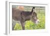 Donkey Baby 5 Days Old-null-Framed Photographic Print