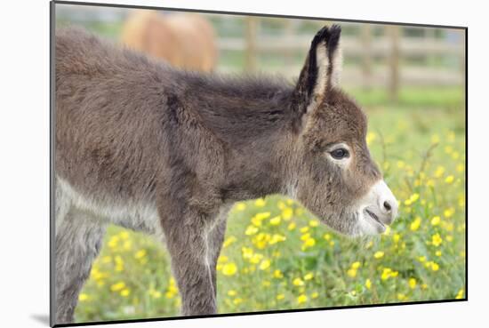 Donkey Baby 5 Days Old-null-Mounted Photographic Print