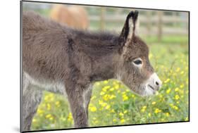 Donkey Baby 5 Days Old-null-Mounted Photographic Print