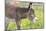 Donkey Baby 5 Days Old-null-Mounted Photographic Print