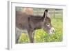 Donkey Baby 5 Days Old-null-Framed Photographic Print