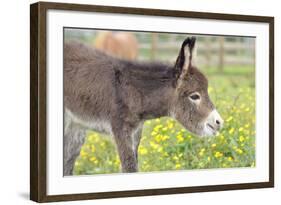 Donkey Baby 5 Days Old-null-Framed Photographic Print