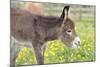 Donkey Baby 5 Days Old-null-Mounted Photographic Print