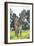 Donkey, Baby 5 Days Old-null-Framed Photographic Print