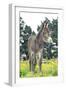 Donkey, Baby 5 Days Old-null-Framed Photographic Print