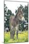 Donkey, Baby 5 Days Old-null-Mounted Photographic Print