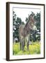 Donkey, Baby 5 Days Old-null-Framed Photographic Print