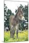 Donkey, Baby 5 Days Old-null-Mounted Photographic Print