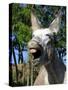 Donkey Braying-null-Stretched Canvas