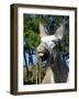 Donkey Braying-null-Framed Photographic Print
