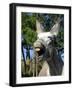 Donkey Braying-null-Framed Photographic Print