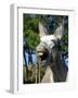 Donkey Braying-null-Framed Photographic Print