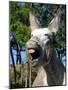 Donkey Braying-null-Mounted Photographic Print