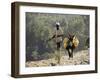 Donkey Carrying Water, Santo Antao, Cape Verde Islands, Africa-R H Productions-Framed Photographic Print