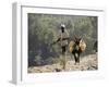 Donkey Carrying Water, Santo Antao, Cape Verde Islands, Africa-R H Productions-Framed Photographic Print