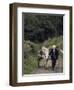 Donkey Cart, County Leitrim, Connacht, Republic of Ireland (Eire)-Adam Woolfitt-Framed Photographic Print