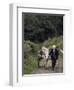 Donkey Cart, County Leitrim, Connacht, Republic of Ireland (Eire)-Adam Woolfitt-Framed Photographic Print