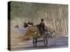 Donkey Cart, Turpan, Xinjiang Province, Silk Road, China-Keren Su-Stretched Canvas