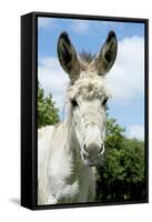 Donkey Close-Up of Head-null-Framed Stretched Canvas