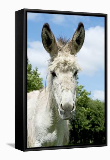 Donkey Close-Up of Head-null-Framed Stretched Canvas