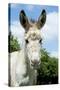 Donkey Close-Up of Head-null-Stretched Canvas