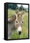 Donkey Close Up of Head-null-Framed Stretched Canvas