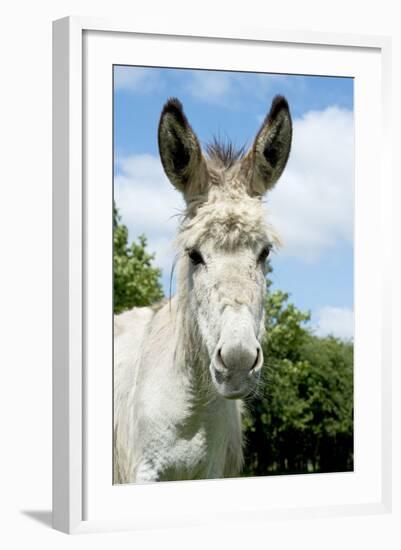 Donkey Close-Up of Head-null-Framed Photographic Print