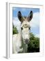 Donkey Close-Up of Head-null-Framed Photographic Print