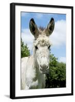 Donkey Close-Up of Head-null-Framed Photographic Print