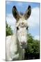 Donkey Close-Up of Head-null-Mounted Photographic Print