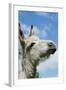 Donkey Close-Up of Head-null-Framed Photographic Print