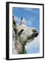 Donkey Close-Up of Head-null-Framed Photographic Print